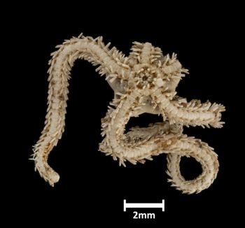 Media type: image;   Invertebrate Zoology OPH-3548 Description: Bottom of brittle star with mouth visible.;  Aspect: ventral